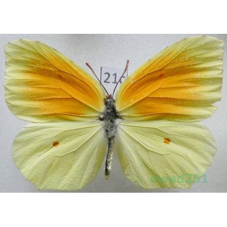 Gonepteryx cleopatra (Linnaeus, 1767) male Croatia21c